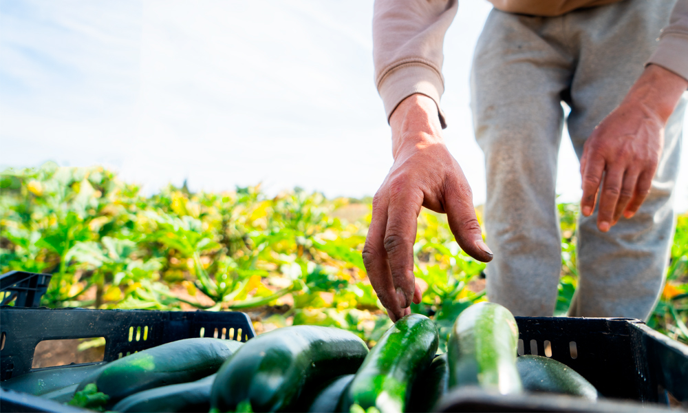 Claramunt Food Service | Desde 1967 cosechando para ti