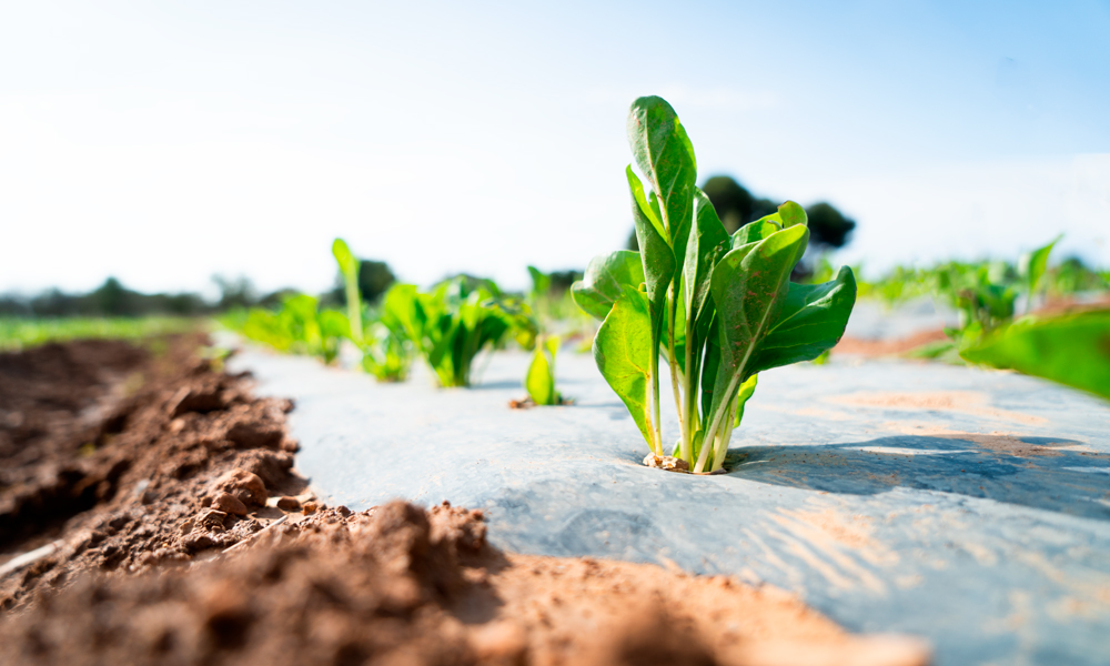 Claramunt Food Service | Frutas y verduras para HORECA