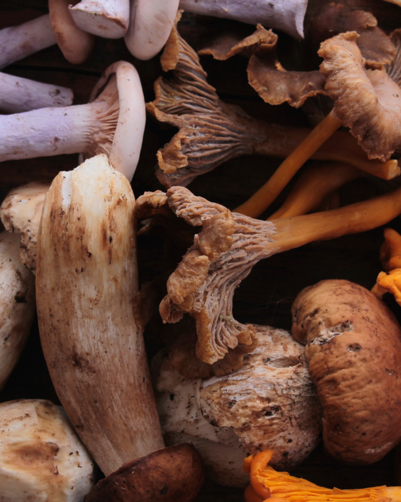 Claramunt Food Service | Setas y hongos